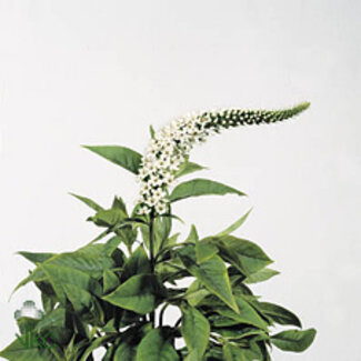 Freshy Lysimachia Clethroides