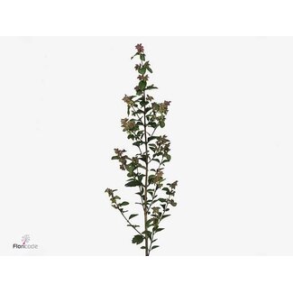 Freshy Symphoricarpos Mag Temptation Bio