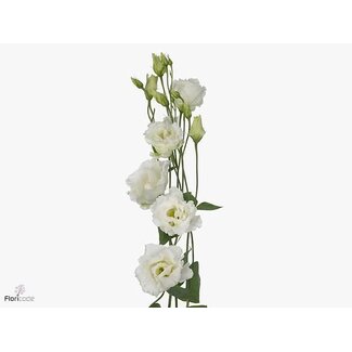 Freshy Eustoma G Corelli White Ita