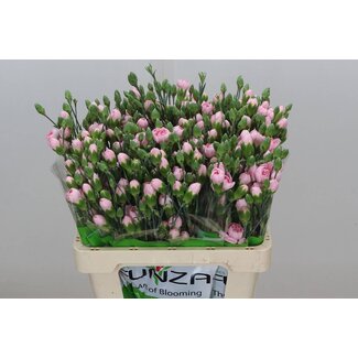 Freshy Trosanjer Dianthus “Funza Athena” | ● Mixed Colours | ↕ ± 65 cm | x 20 fresh flowers | frische Blumen | verse bloemen | fleurs fraîches