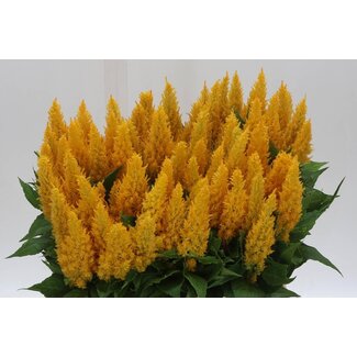 Freshy Celosia P Century Geel