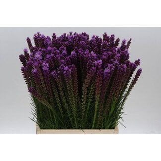 Freshy Liatris Spicata