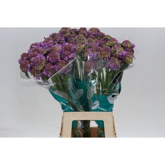 Freshy Scabiosa At Bb Scoop Ube