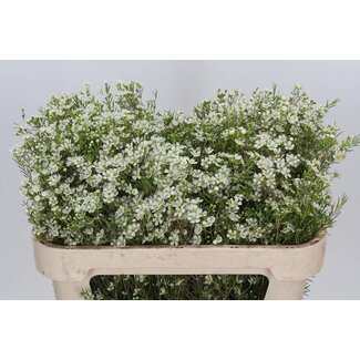 Freshy Chamelaucium Ofir Tropical Acres