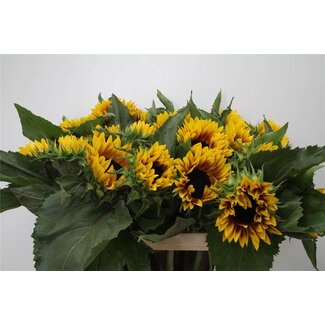Freshy Helianthus An Ziggy