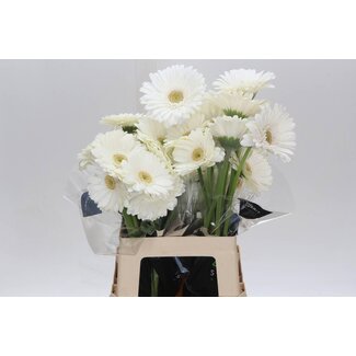 Freshy Gerbera “Abe” | ● White | ↕ ± 65 cm | x 10 fresh flowers | frische Blumen | verse bloemen | fleurs fraîches