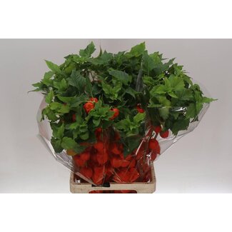 Freshy Physalis lampion tak X10