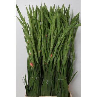 Freshy Gladiolus groot Karma