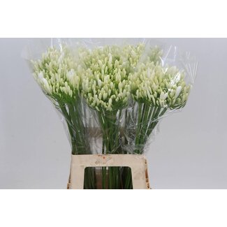 Freshy Agapanthus Bianca Perla