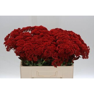 Freshy Sedum Col Red