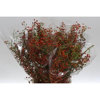 Freshy Rozenbottel Corallo Red 50cm