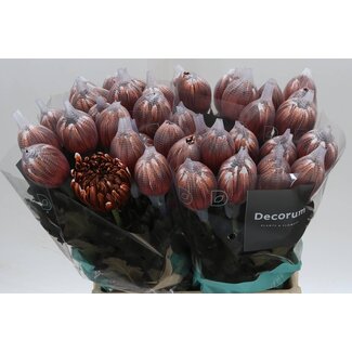 Freshy Chrysant deco Antonov Kleurbehandeld Brown