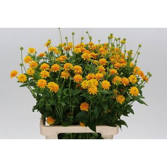 Freshy Heliopsis Hel Asahi