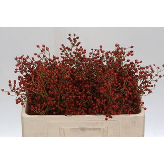 Freshy Rozenbottel Prinsberry Red