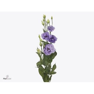 Freshy Eustoma G Cor Lavendel Ita