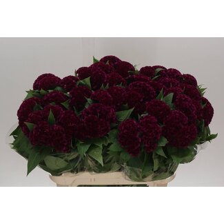 Freshy Celosia C Mystic