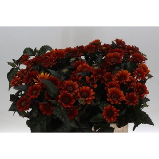 Freshy Heliopsis Red Shades