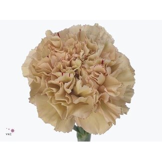 Freshy Lange Anjer Dianthus “Funza Viper” | ● Brown | ↕ ± 70 cm | x 20 fresh flowers | frische Blumen | verse bloemen | fleurs fraîches