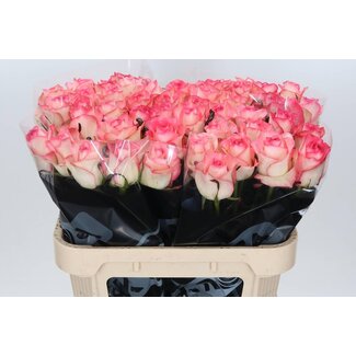 Freshy Rosa Jumilia