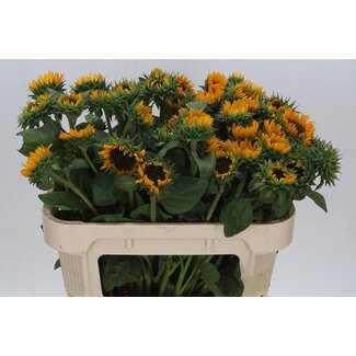 Freshy Helianthus Sonja x30 Bio