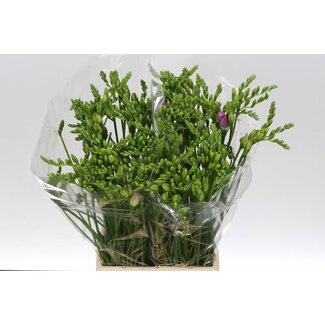 Freshy Dubbele Freesia “Rosario” | ● Purple | ↕ ± 54 cm | x 50 fresh flowers stems | frische Blumen stehlen | verse bloemenstelen | voler des fleurs fraîches