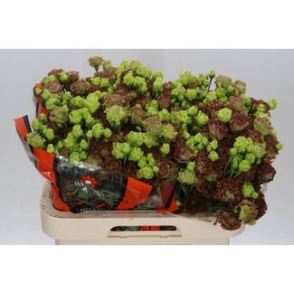 Freshy Eustoma Gevuld Rosan Terracot