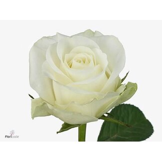 Freshy Rosa Countdown