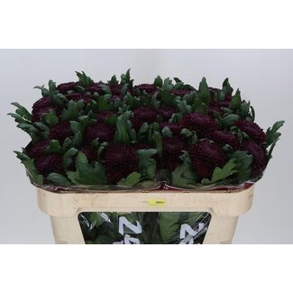 Freshy Chrysant deco Poker