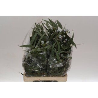 Freshy Eucalyptus Boule + Leaves 400gr (p. bos)