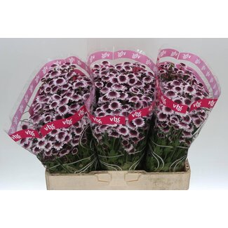 Freshy Chrysant santini Sweetheart