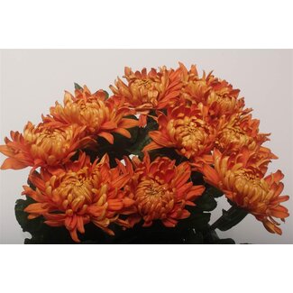 Freshy Chrysant deco Astro