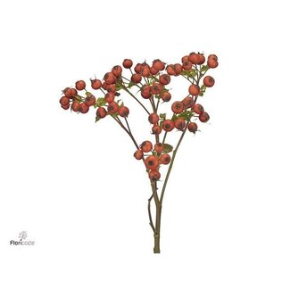 Freshy Rosa Mandarin Hiphop
