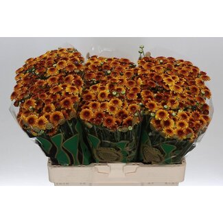 Freshy Chrysant santini Lexy
