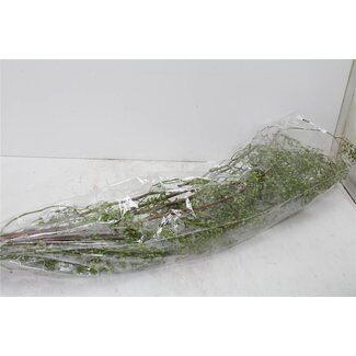 Freshy Rozenbottel Corallo Red. 100cm
