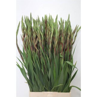 Freshy Gladiolus groot Purple Flora