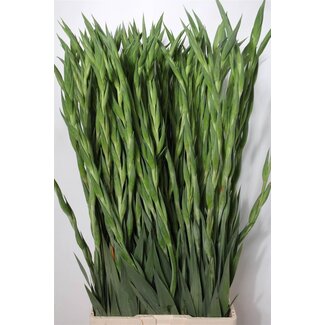 Freshy Gladiolus groot Ovatie