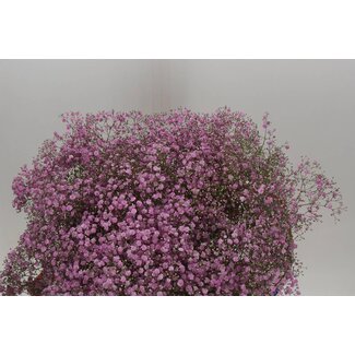 Freshy Gypsophila Paniculata Gipskruid “My Pink” | ● Purple Pink | ↕ ± 80 cm | x 25 fresh flowers stems | frische Blumen stehlen | verse bloemenstelen | voler des fleurs fraîches