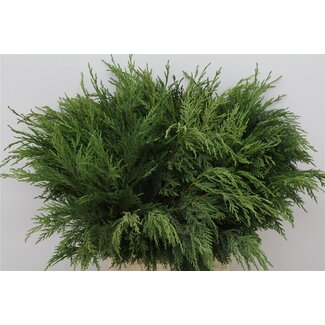 Freshy Conifeer Green 10 tak (p. bos)