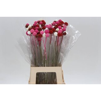 Freshy Craspedia Kleurbehandeld Love Mix