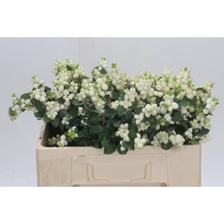 Freshy Symphoricarpos Mag Lemo Lime Bio