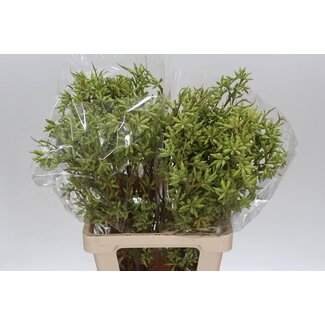 Freshy Eucalyptus Robusta 250gr (p. bos)