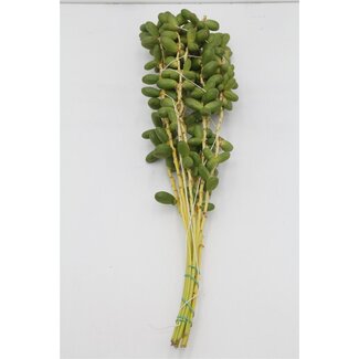 Freshy Dadels Tros Green (banana)