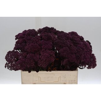 Freshy Sedum Col Aubergine