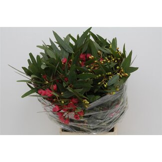 Freshy Eucalyptus Cinesino 300gr (p. bos)