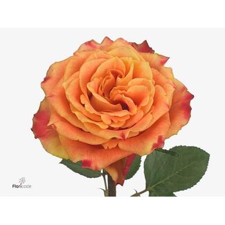 Freshy Rosa Silantoi