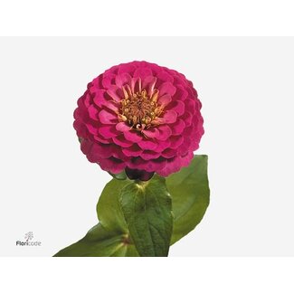 Freshy Zinnia Elegans Paars Bio