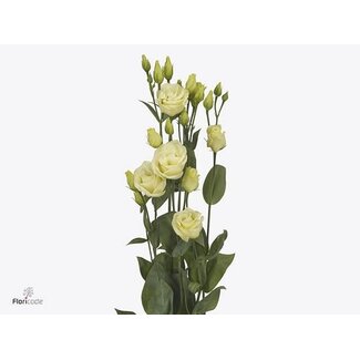 Freshy Eustoma G Rosita Yello Ita