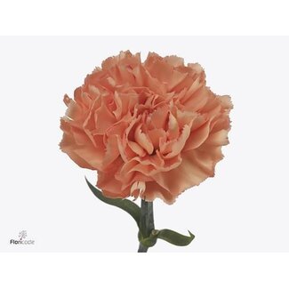 Freshy Lange Anjer Dianthus “Funza Gobi Orange” | ● Orange | ↕ ± 70 cm | x 20 fresh flowers | frische Blumen | verse bloemen | fleurs fraîches
