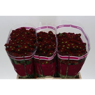 Freshy Chrysant santini Mexx