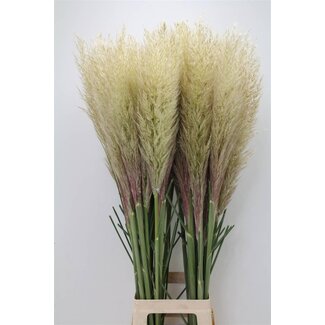 Freshy Cortaderia S Evita